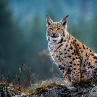 Chcete na poľovačke zrak ako rys? Či ešte lepší? Kúpte si termovíziu