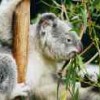 Koala  Thumbnail