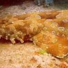 Wobbegone