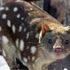 Spotted Quoll