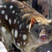 Spotted Quoll