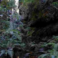 Rain Forest Blue Mountrains